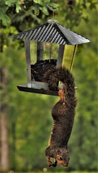 Squirrel Hanging Upside Down